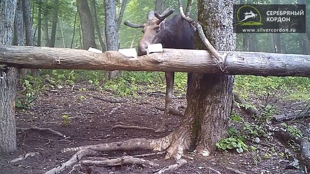 Фотоловушка KG-760NV