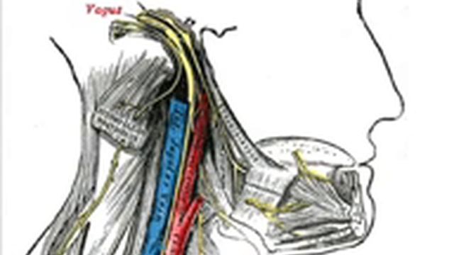 Vagus Nerve.flv