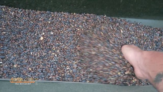 Buckwheat Food Plots For Deer - Helps To Build Organic Matter EP 6 смотреть онлайн