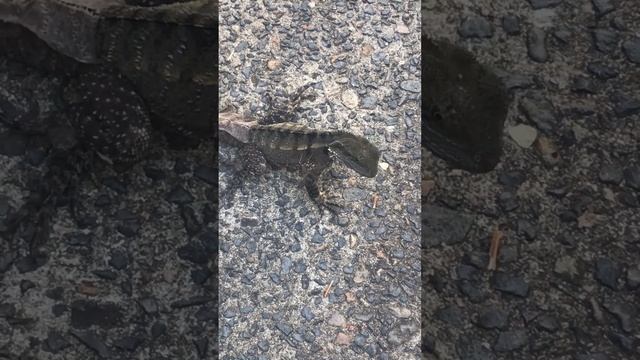 Funny Baby Water Dragon Sheds It’s Skin While Eating 🐉