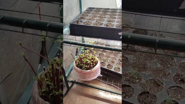 Дерен сибирский. Черенкование и укоренение смотреть онлайн