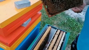 Пчеломатки в 2024 году