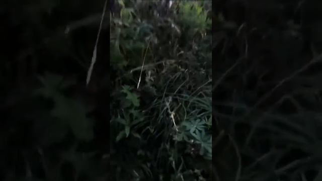 смешное видео, где шершень ужалил в ногу. Фраза (нога анимевевает) смотреть онлайн