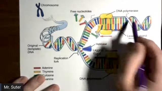 Day 2 - DNA Replication смотреть онлайн