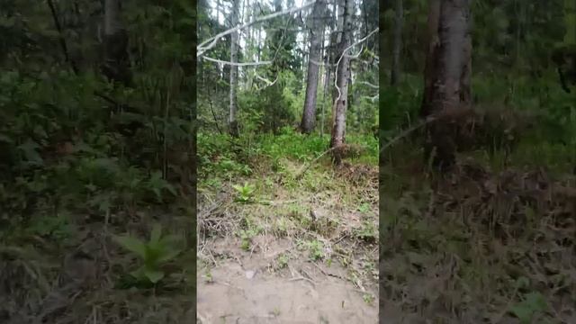 ПРИЮТ ВЫЖИВАЛЬЩИКА 2024 #camping #survival #bushcraft #outdoors #выживание #дмитрийяков #тайга #лес