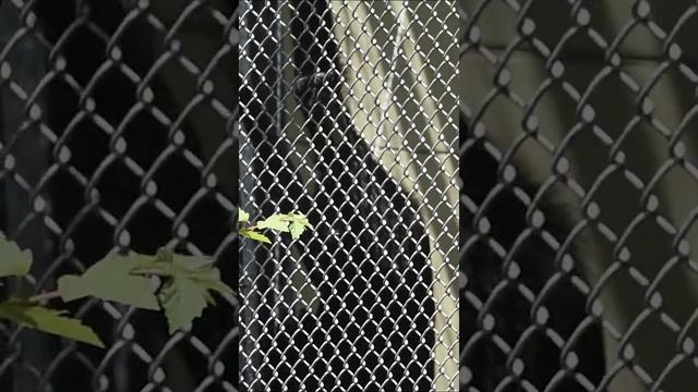 Spider Monkey Seed Dispersers - Sequoia Park Zoo  #sciencefacts #animals #biology