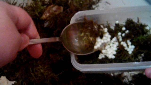 Улитка сделала сюрприз, отложила.....