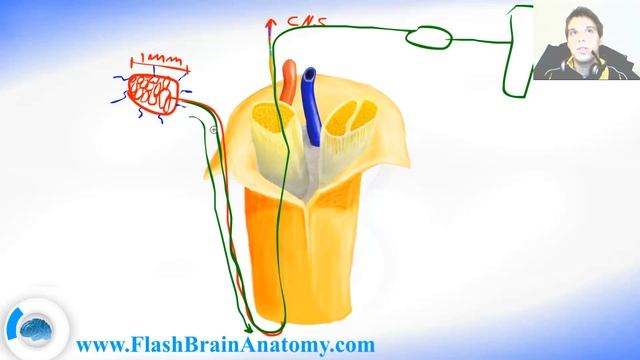 Somatosensory function merkel cells and receptors смотреть онлайн