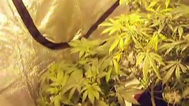 First grow (please help) смотреть онлайн