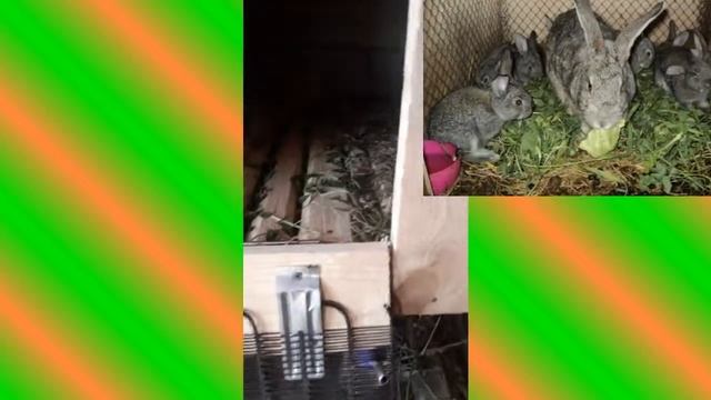 Що давати кролям ? смотреть онлайн