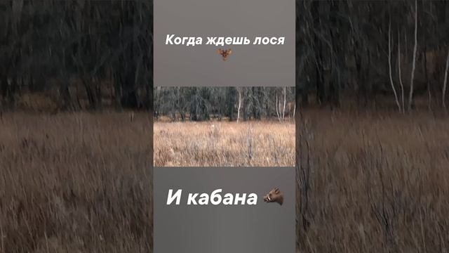Когда ждешь лося смотреть онлайн
