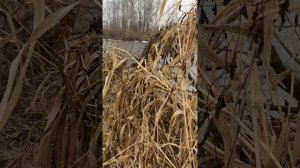 Как правильно манить селезня весной