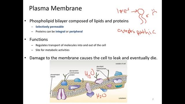 Plasma Membrane and Membrane Transport смотреть онлайн
