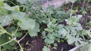Первая обрезка дынь и арбузов