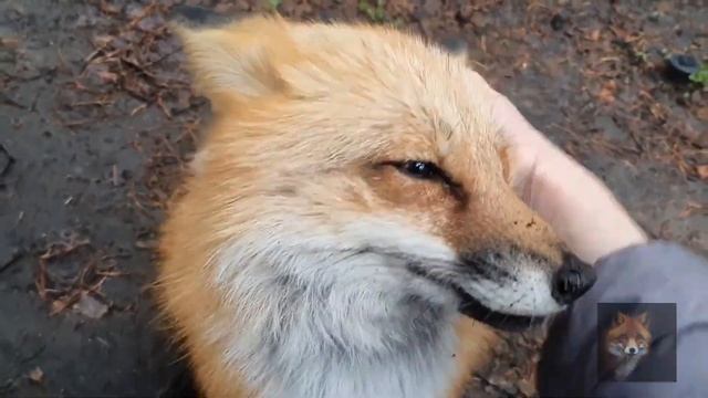 Алиса Лиса (Белка и Скрип Лисы) смотреть онлайн