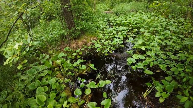 ЕЛЬНЯ. Поход по самому большому верховому болоту Беларуси смотреть онлайн