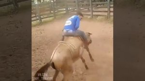 как обкатать лошадь