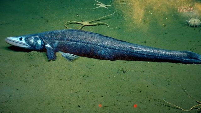 Ящероголов - Lizardfish - My Soul Dictionary