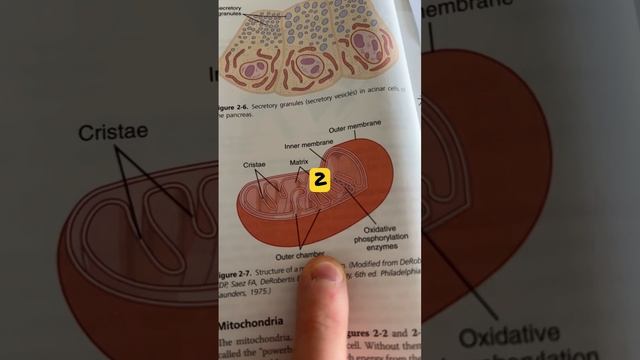 Physiology quizlet #30 Which organelle? | StudyThis! смотреть онлайн