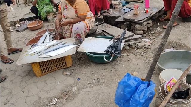 VERAVAL FISH MARKET | VERAVAL | INDIAN FISHERIES смотреть онлайн
