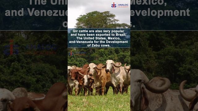 Reel 20: India's First Cloned Female Calf смотреть онлайн