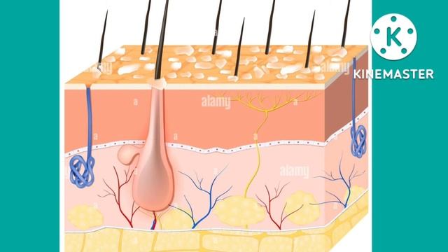 Best Anti Dandruff Shampoo / How To Get Rid Of Dandruff /Remove 💯%  #Dandruff #howtoremovedandruff