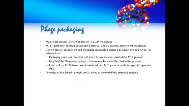 DNA Replication- M13 bacteriophage & D - loop replication смотреть онлайн