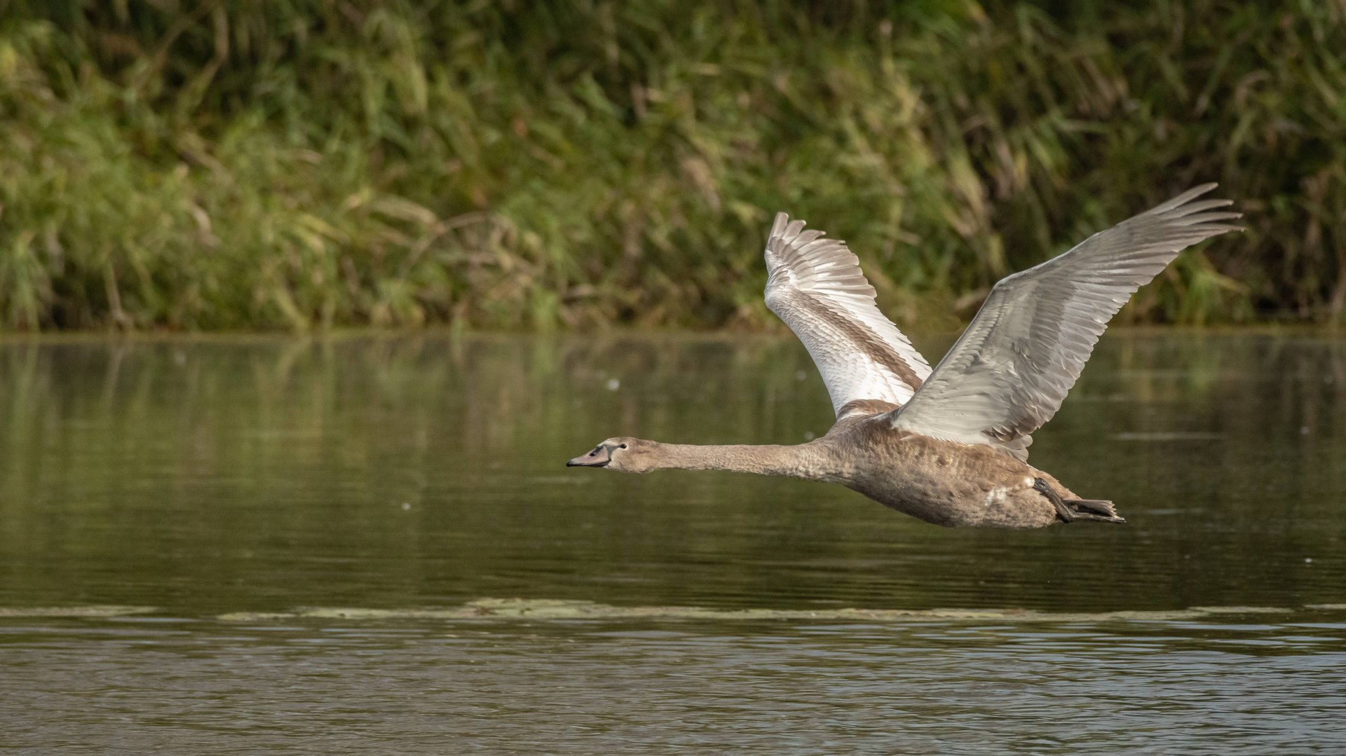 Фотоохота с Альбертом. Урок полёта.