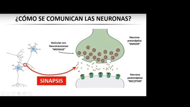 ¿Qué son las GRINpatías? смотреть онлайн
