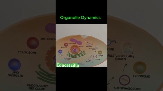 Organelle Dynamics смотреть онлайн