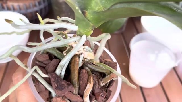 Một cây chỉ 1 thìa canh là rễ khoẻ và nhiều hoa với bí mật này смотреть онлайн