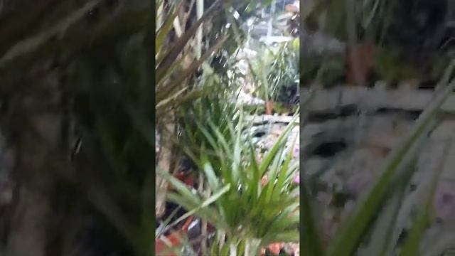 Магазин Obi рай для дачника. смотреть онлайн