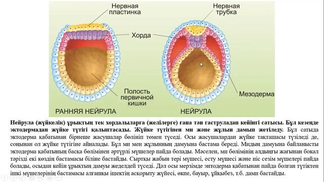 Эмбрионның дамуы смотреть онлайн