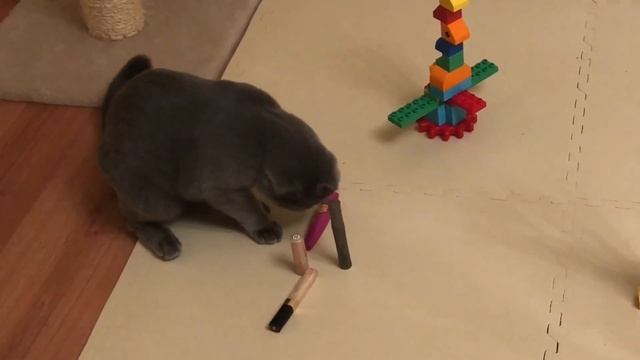 Лазерный КОТОУКАЗАТЕЛЬ, возвращение кота РАЗРУШИТЕЛЯ! смотреть онлайн