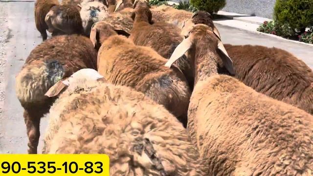 ARSHAN VA EDILBAY QOZILARNI ENG ZORLARI KELDI смотреть онлайн