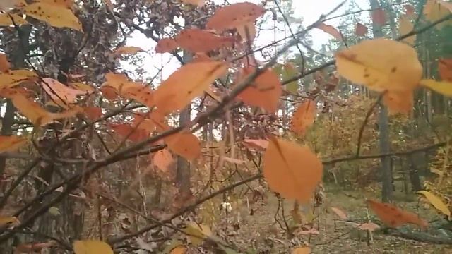 9 октября Осень Николай Рубцов смотреть онлайн