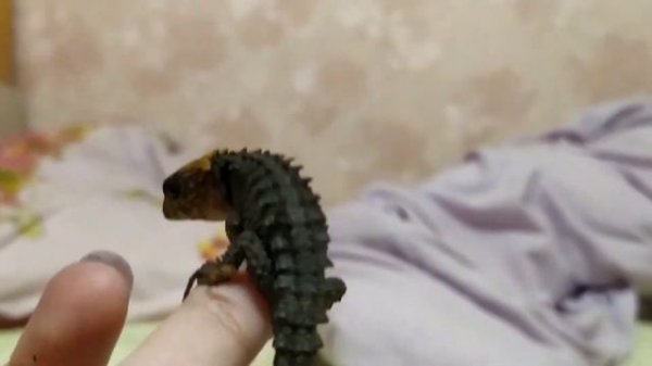 Триболонотус