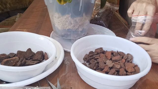 перевалка моих старожил в большой горшок