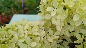 Гарден Лайт XS-LIGHT,  гортензия компактная, ранняя и необыкновенно красивая. Я на Дзене