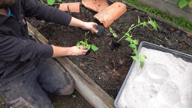 7 uses of ashes in the vegetable garden - you will never throw them away again смотреть онлайн