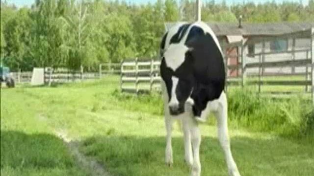 Добрыня - из молока добрых коров (низкая тональность) смотреть онлайн