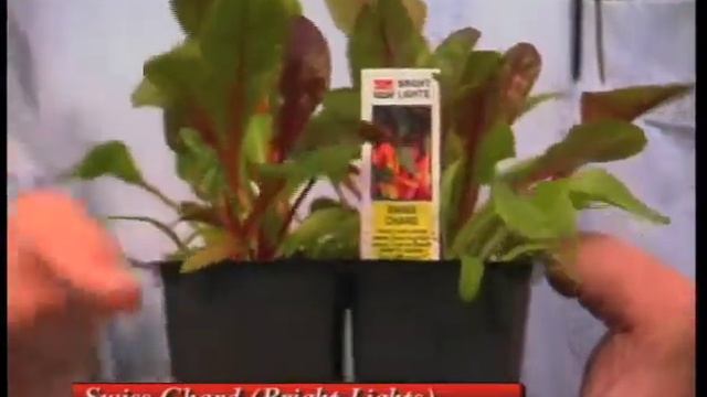 How To Choose Cool Weather Veggies & Flowers For Your Garden смотреть онлайн