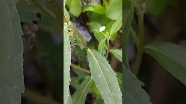 Ternyata urang-aring punya banyak kandungan vitamin & zat lainnya смотреть онлайн