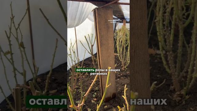 Роза отлично зимует только в двух случаях