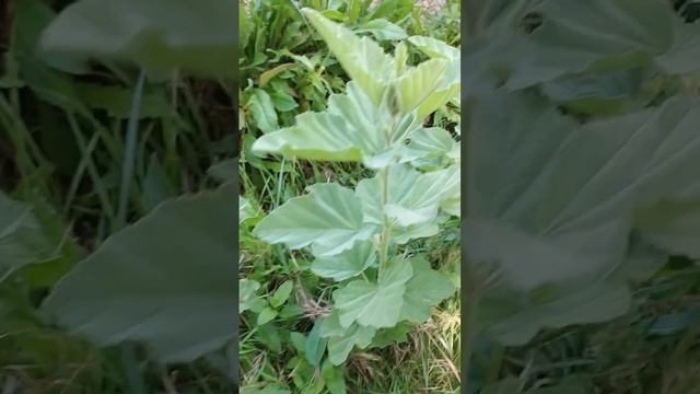 La bellissima Altea e i suoi poteri смотреть онлайн