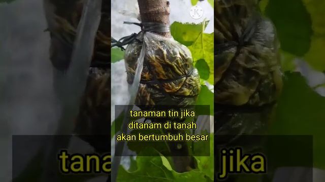 Cangkok Batang Besar Tin Black Yordan