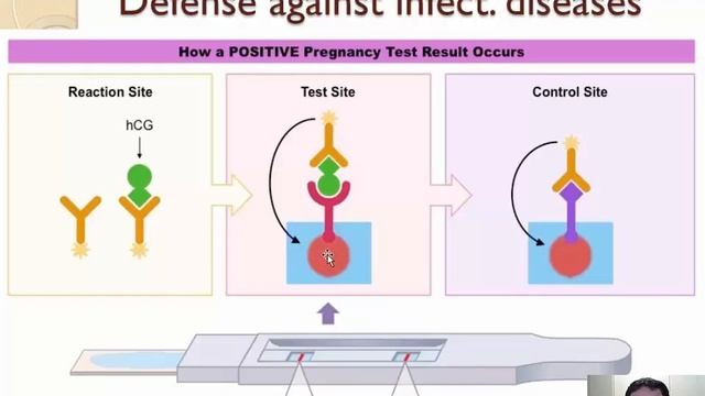 11.1 - Defense against infectious diseases (2/2) смотреть онлайн