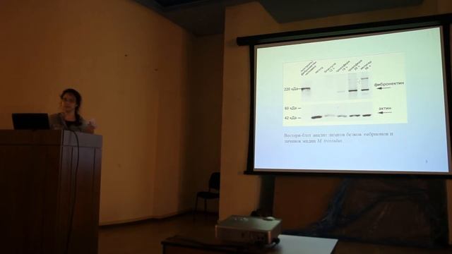 2 Майорова М.А., Одинцова Н.А. Локализация фибронектина