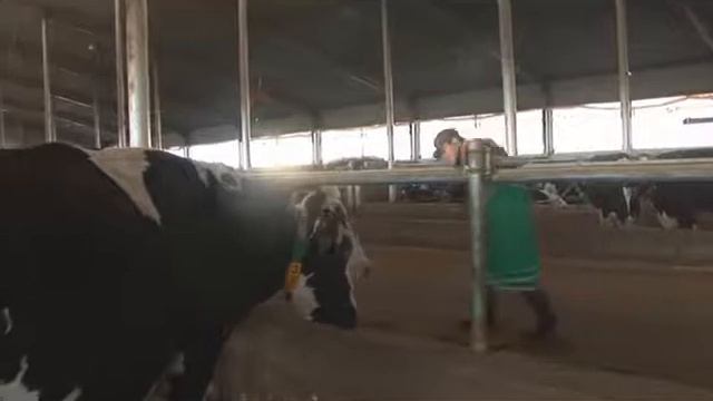Pregnancy Diagnosis In Bovines By Rectal Pulpation