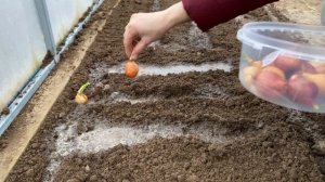 Что положить в почву при перекапывании теплицы весной?